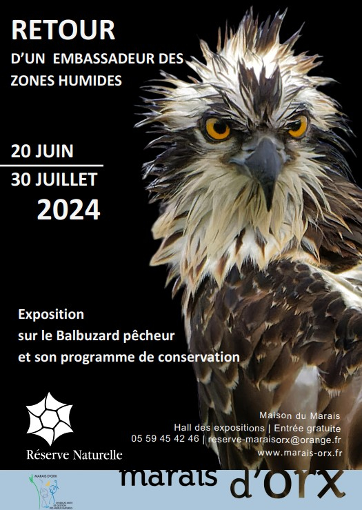 2024 - Balbuzard pêcheur - exposition.jpg